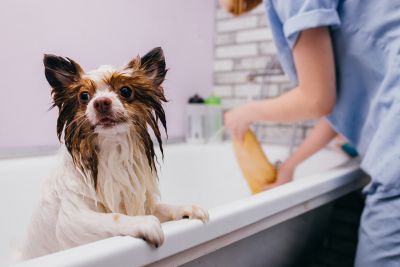 Pet Grooming and Pet Sitting Insurance in McAllen, TX by Showery Insurance & Financial Services