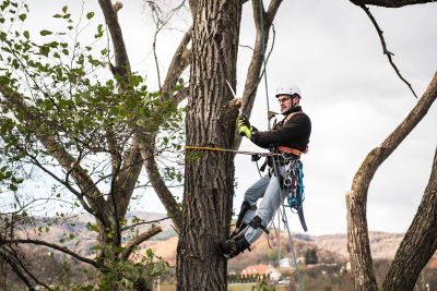 Tree Trimming Insurance in McAllen, TX by Showery Insurance & Financial Services
