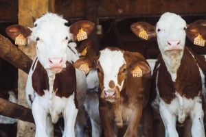 Livestock Insurance in All of Texas