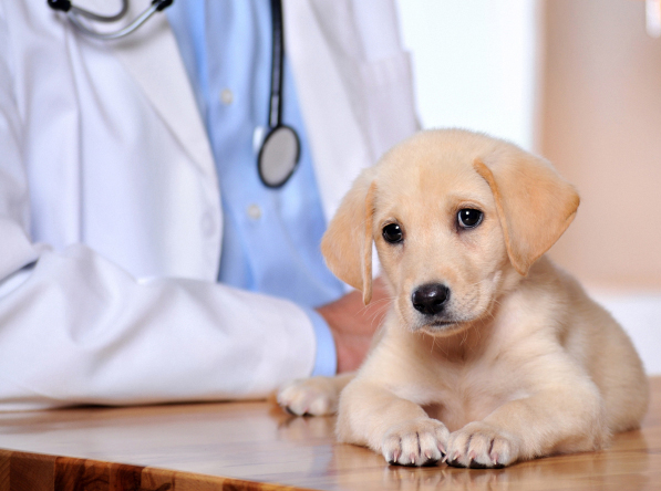 All of Texas Pet Clinic Insurance